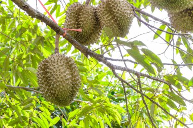 durains ağaç üzerinde