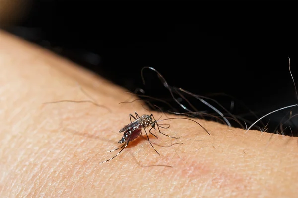 Mosquito está sugando sangue — Fotografia de Stock