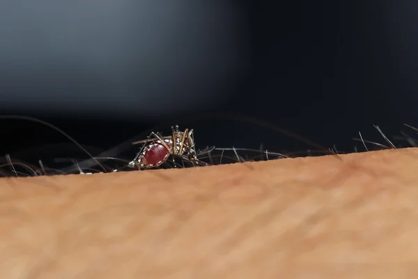 Mücke saugt Blut — Stockfoto
