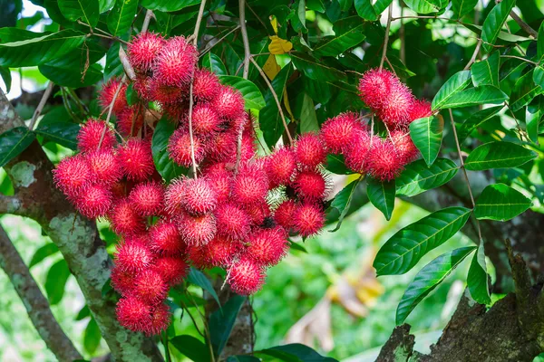 Rambutan rojo en el árbol —  Fotos de Stock