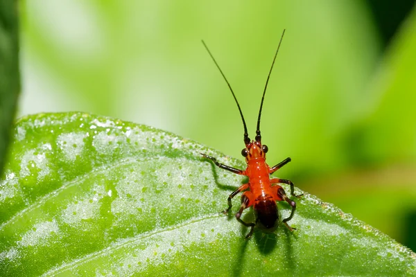 Tiny Beautiful Asian Red and Black Long Horn Grasshopper — Stock Photo, Image
