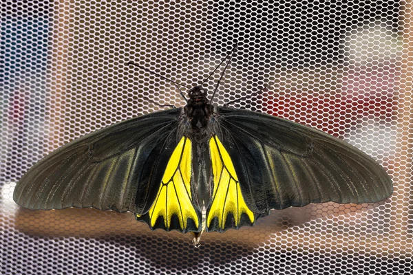 Otwarte skrzydło mężczyzna często motyl birdwing — Zdjęcie stockowe