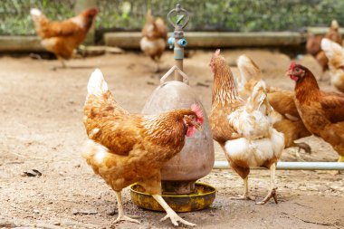 felici galline in gabbia gratis