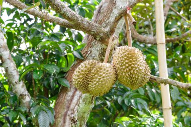 ağaç çiftlik taze durians