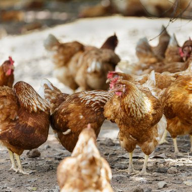 felici galline in gabbia gratis