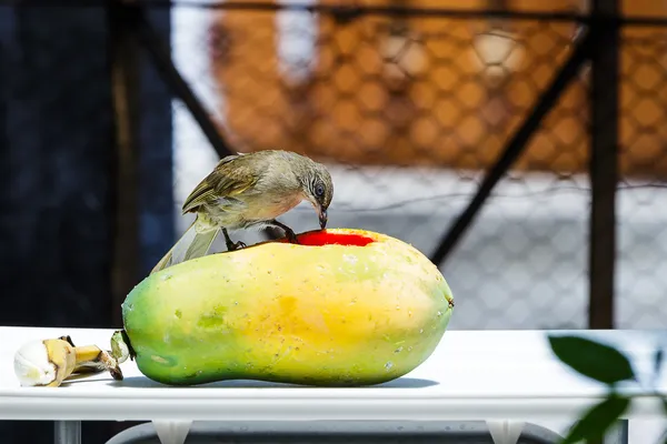 Bubul pájaro de orejas rayadas esperando para comer fruta —  Fotos de Stock