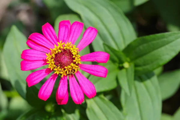 Close up top view of pink Zinnia flower — Stock Photo, Image