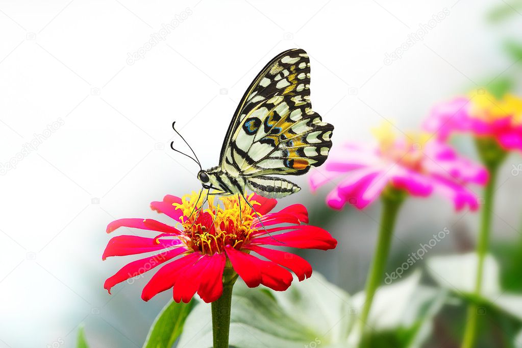 Lime butterfly on red zinnia flower