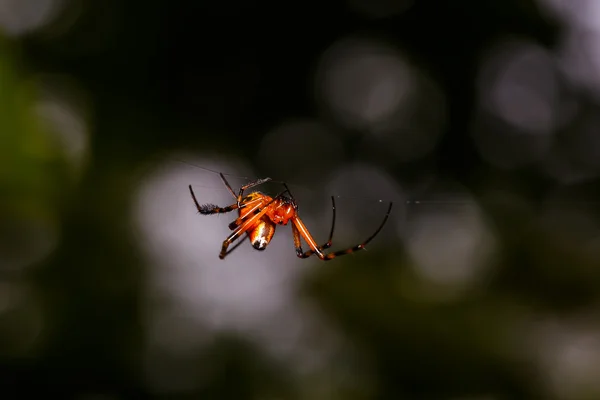 Oranje spin met zwarte poten — Stockfoto