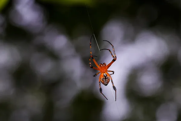 橙色的蜘蛛，用黑色的腿 — 图库照片