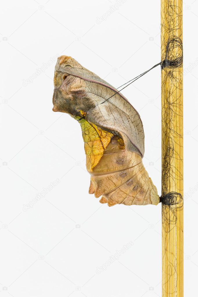 Mature cocoon of common birdwing butterfly