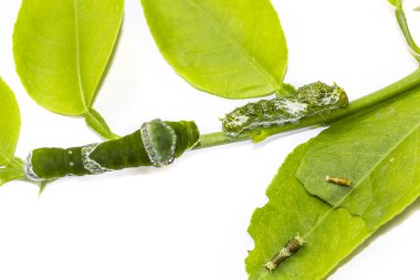 Caterpillar sahne büyük mormon kelebek