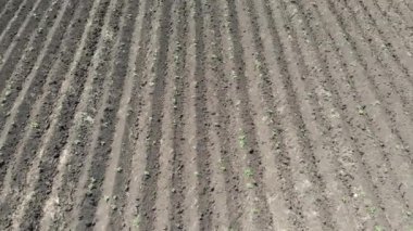 İlkbaharda kırsal kesimde ekilen yeşil alanlara sahip bir diyarın uçan drone'undan havadan en çok izlenen fotoğraf