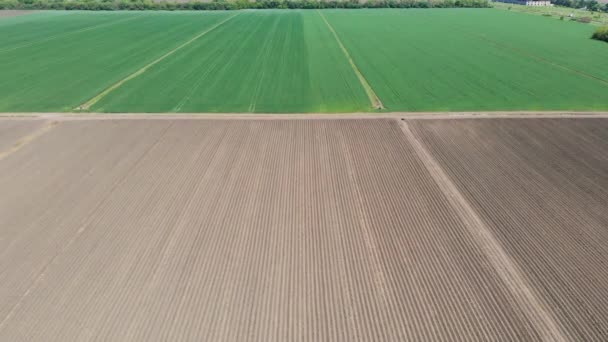 Vuelo aéreo sobre un campo de maíz agrícola verde y arado. Hermoso paisaje de verano de un campo de agricultores — Vídeos de Stock