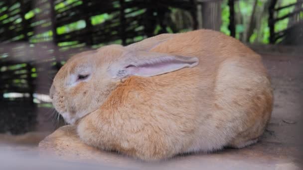 Zbliżenie tłuszcz duży tłuszcz jasny brązowy królik spanie siedzi — Wideo stockowe