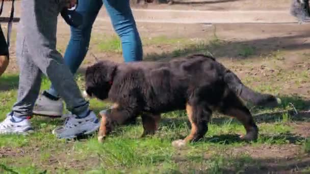 Un perro con correa pasea por el parque de la ciudad en verano. Rusia, Territorio de Stavropol, Kislovodsk, 2 de mayo de 2021 — Vídeos de Stock