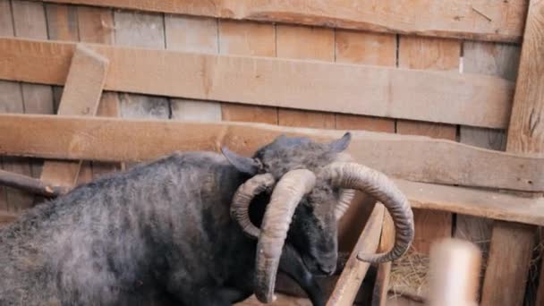Close-up of a rare view of a ram with four horns in an aviary. Rare animals. — Stock Video