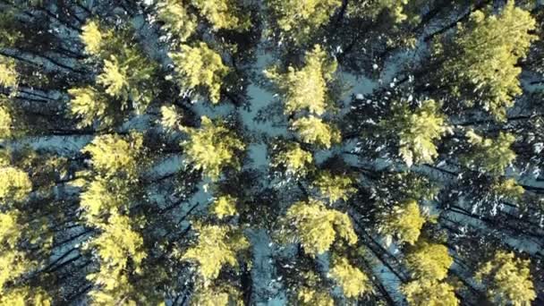 Çam ormanlarının kışın aşağı havadan görünüşü batan güneşin arka planına karşı — Stok video