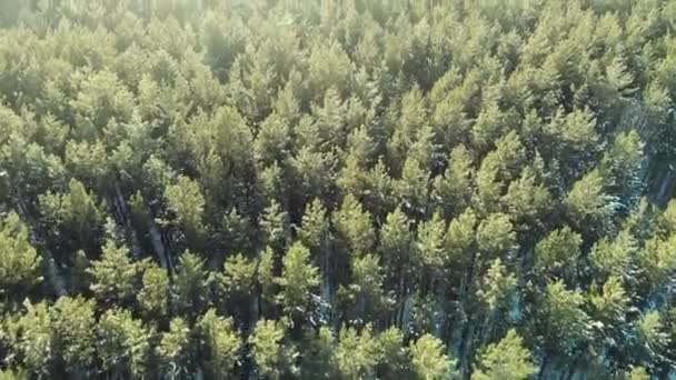 Vol aérien au-dessus de la forêt de pins en hiver dans le contexte du coucher du soleil — Video