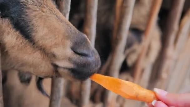 Close-up van een jonge vrouw die drie jonge geiten voedt met wortels in een volière. — Stockvideo