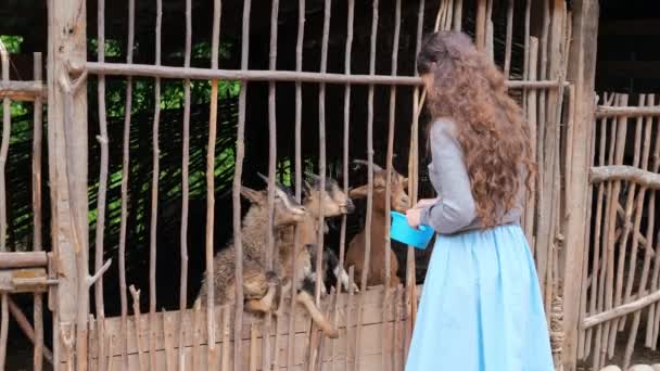 Μια όμορφη νεαρή γυναίκα ταΐζει τρεις νεαρές κατσίκες με καρότα σε ένα πτηνοτροφείο. — Αρχείο Βίντεο
