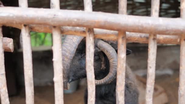 Un primer plano de una rara especie de carnero con cuatro cuernos en un aviario. Animales raros. — Vídeos de Stock