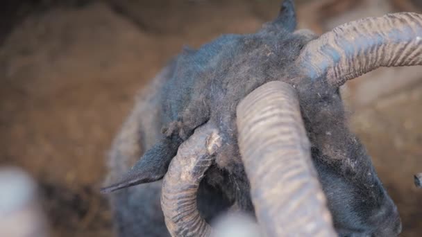 Un primer plano de una rara especie de carnero con cuatro cuernos en un aviario. Animales raros. — Vídeos de Stock