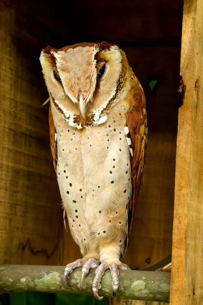 Bay Owl — Stock fotografie