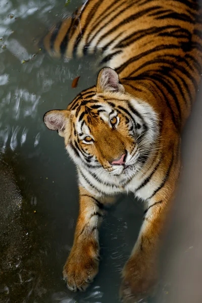 Bengaalse tijger