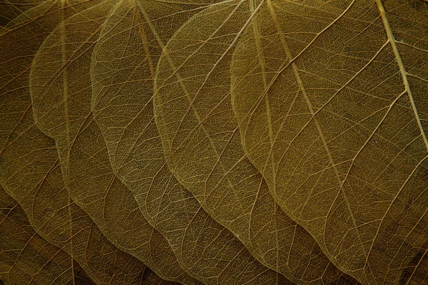 Suchy liść tło — Zdjęcie stockowe