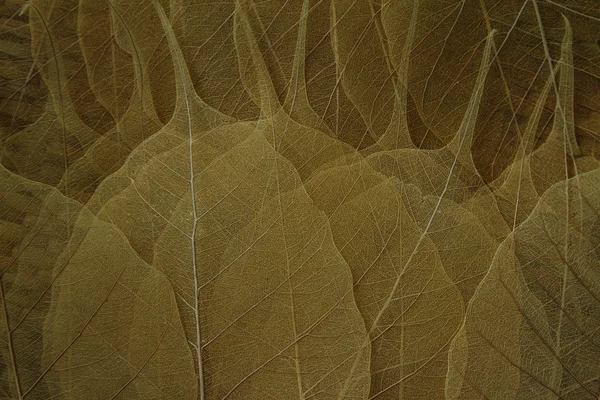 Сухой листовой фон — стоковое фото