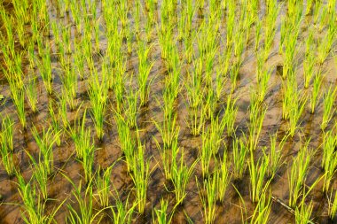 Rice Paddy Growth clipart