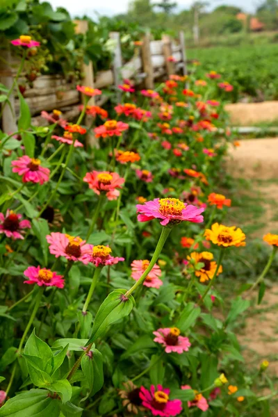 Zinnias — Stock Fotó