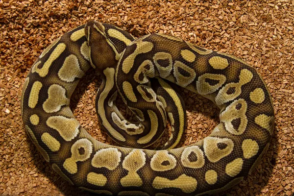 볼 비단 뱀 뱀 — 스톡 사진