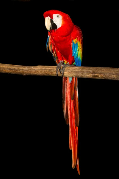 Guacamayo — Foto de Stock