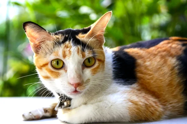 Tay kedi