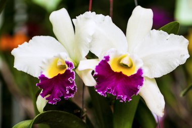 cattleya orkide