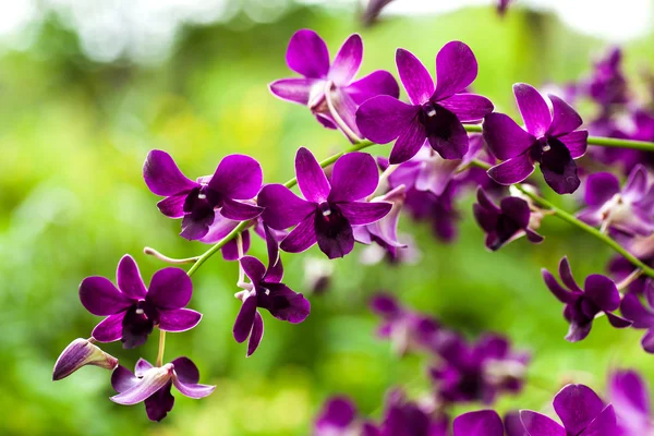 Blooming Orchid — Stock Photo, Image