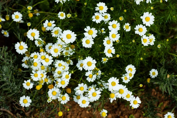 Chamomile — Stock Photo, Image