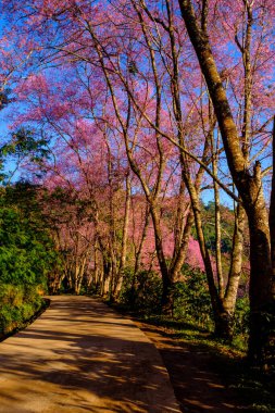 Vahşi Himalaya kirazı Tayland 'ın kuzeyinde her yıl Ocak ayında bir kez çiçek açar..