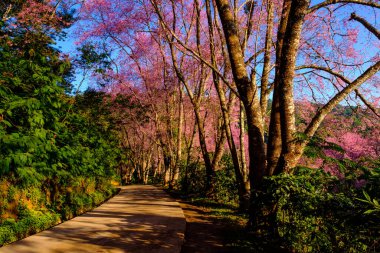 Vahşi Himalaya kirazı Tayland 'ın kuzeyinde her yıl Ocak ayında bir kez çiçek açar..