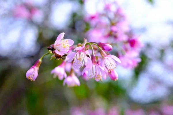 Wild Himalayan Cherry Blooming North Thailand Once Year January — Stock Photo, Image