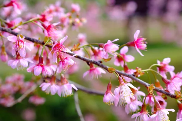 Himalaya Kirschblüte Norden Thailands Einmal Jahr Januar — Stockfoto