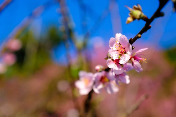Himalaya Kirschblüte Norden Thailands Einmal Jahr Januar — Stockfoto