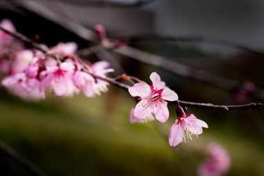 Ocak ayında Tayland 'ın kuzeyinde yılda bir kez vahşi Himalaya kirazları çiçek açar..