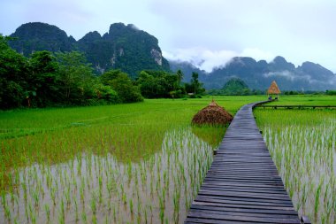 Pirinç tarlası arkasındaki dağın üzerinde Mist.