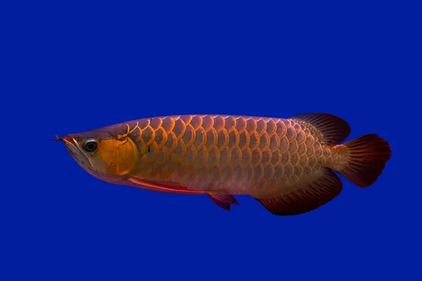 Red Arowana Red Dragon Fish Clear Water Image Goes Clipping — Stock Photo, Image