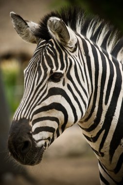 Zebra