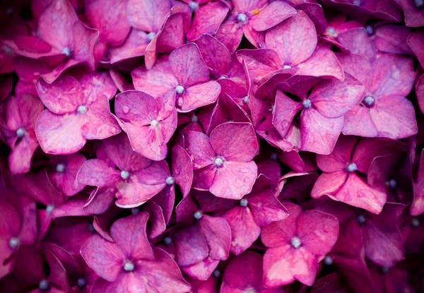 HORTENSIA