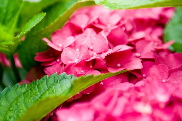 HORTENSIA